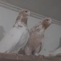 کفتر۲۱نروماده عالی جنس پرشی یکی ازیکی بهتریکجافقط|پرنده|تهران, شهرک رضویه|دیوار