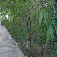 مراقبت از سالمند آقا..