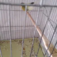 قناری نر و قناری ماده