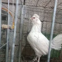 تک مرغ کوشین گلین