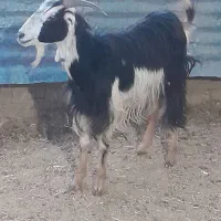 ۶ راس کولارگیسه وبز جوان