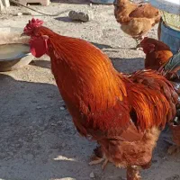 مرغ و خروس پاپر زیبا (دورگه برهما)|حیوانات مزرعه|فرح آباد, |دیوار