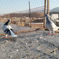 نر و ماده سبز دم سفید|پرنده|شیراز, گویم|دیوار