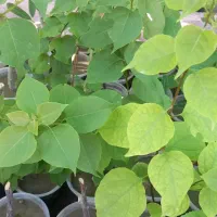 گل کاغذی و نهال توت|گل و گیاه طبیعی|میناب, |دیوار