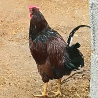خروس کارزان