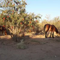 اسب مادیان با کره نر|اسب و تجهیزات اسبسواری|تهران, مینابی|دیوار