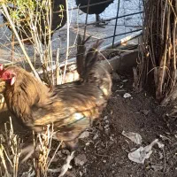 خروش محلی خوش خوراک|حیوانات مزرعه|مسجد سلیمان, |دیوار