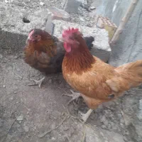 ۳ تا مرغ|حیوانات مزرعه|ماهدشت, |دیوار