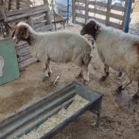 گوسفند میش بره|حیوانات مزرعه|دره شهر, |دیوار