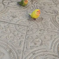 دستی|خزنده|یزد, |دیوار