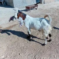 کهره نر پاکستانی