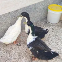 اردک فروشی