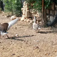 قو غاز آفریقایی