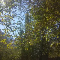 1200متر مربع باغ با سند تک برگ|فروش زمین و ملک کلنگی|رینه, |دیوار