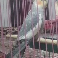 عروس هلندی آواز خوان