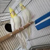 عروس هلندی|پرنده|دهدشت, |دیوار