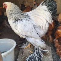 خروس برهمایی