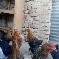 نوچه و جوجه خروس|حیوانات مزرعه|قم, جمکران|دیوار