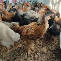 گلپایگانی کاکلی پاکستانی بلک 50روزه مشکی