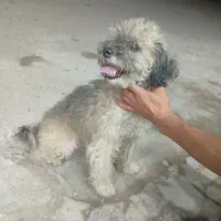 سک پاکوتاه|سگ|آستانه اشرفیه, |دیوار