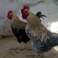 خروس کوردی فوق سنگین از ۵۰۰تا یک میلیون|حیوانات مزرعه|سرپل ذهاب, |دیوار