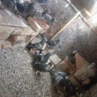 کبوتر مسافتی