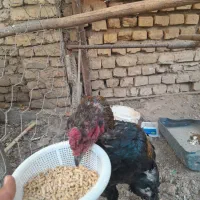 خروس لاری|حیوانات مزرعه|مزرعه کتول, |دیوار