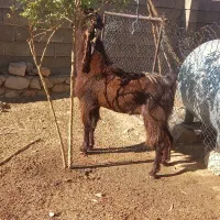 شنگول افغانی معاوضه