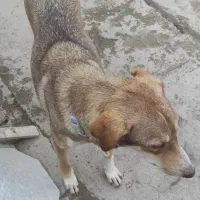 سگ دورگه هاسگی ماده 18ماهه