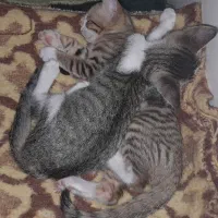 بچه گربه