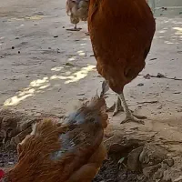 خروس|حیوانات مزرعه|مسجد سلیمان, |دیوار