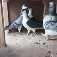 کبوتر شیخی|پرنده|تبریز, |دیوار