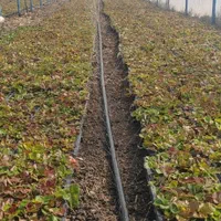 نشا توتوفرنگی|خدمات باغبانی و درختکاری|سنندج, |دیوار