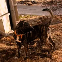 سگ سرابی|سگ|بروجرد, |دیوار