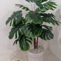 درختچه برگ انجیری