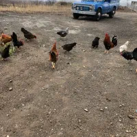 خروس|حیوانات مزرعه|مشگین شهر, |دیوار