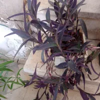 گل گندمی