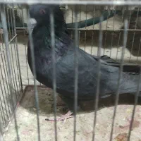 نشسته کاشونی بپر و بازیکن