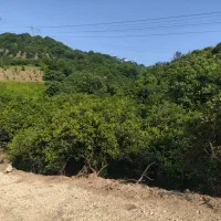 باغچه ۶۰۰ متری در قادیکلای بزرگ