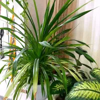 گل طبیعی|گل و گیاه طبیعی|چناران, |دیوار