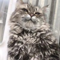 گربه پرشین نر