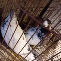 کفتر|پرنده|سیرجان, |دیوار