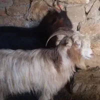 بز جوان|حیوانات مزرعه|دهدشت, |دیوار