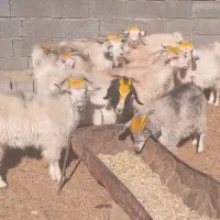 بز گیسه محلی فروشی