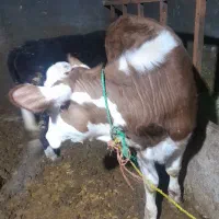 گوساله ماده|حیوانات مزرعه|قیدار, |دیوار