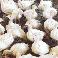 جوجه بوقلمون بیوتی ۲۰روزه