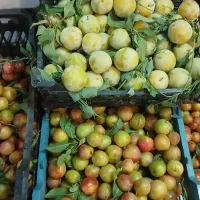 سلام آلوی درجه یک داریم  از باغ کیلوی ۱۰۰ تومان