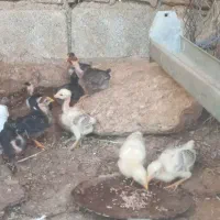 12عدد جوجه مرغ یک ماهه بدونه مادر
