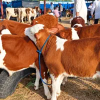 پرواری و داشتی درجه یک خلوص بالا