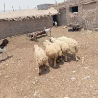 بره|حیوانات مزرعه|حاجی آباد, |دیوار